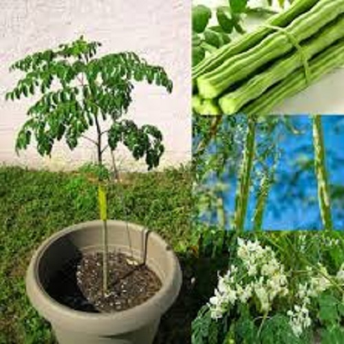 Moringa Benefits
